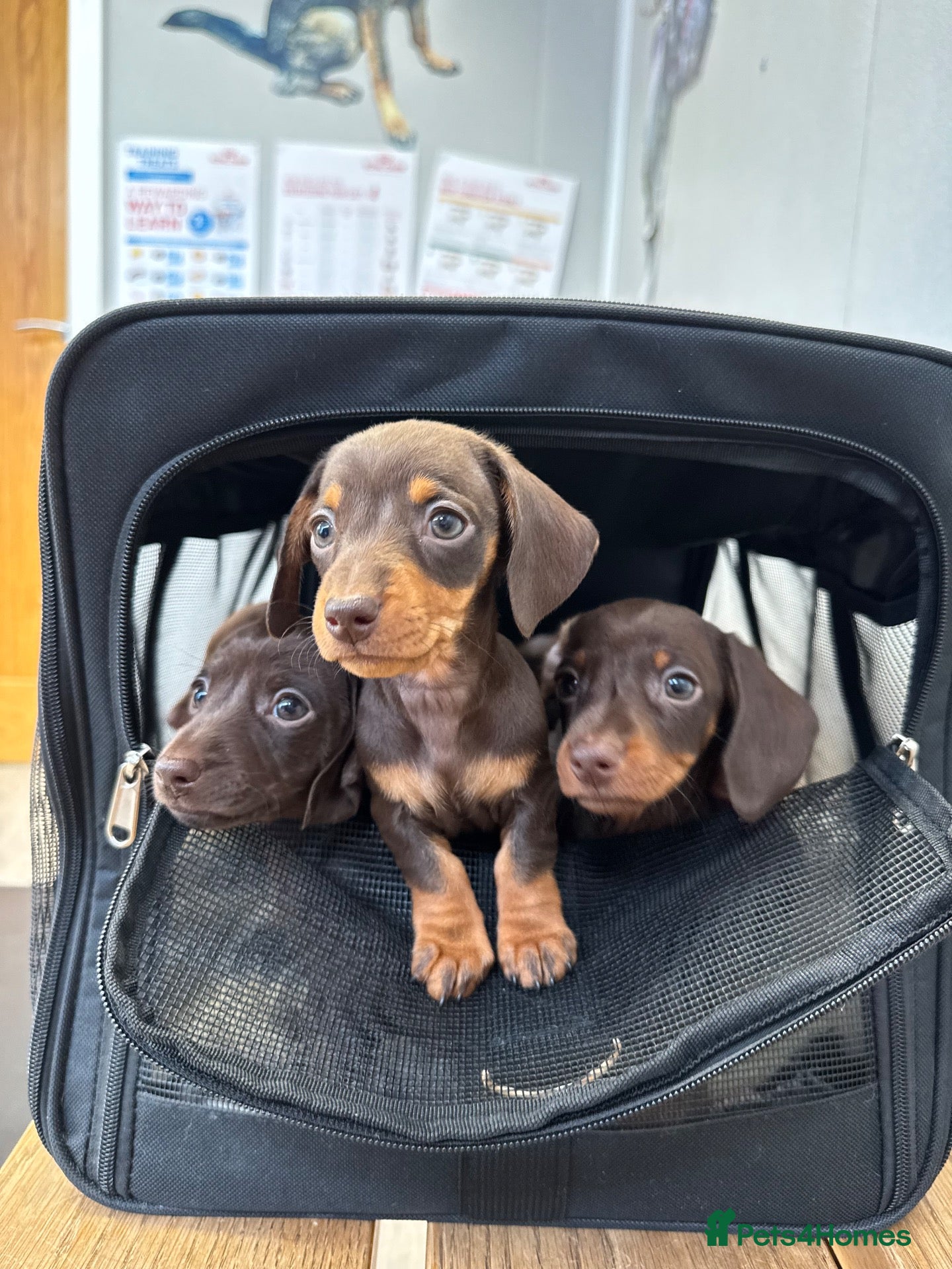 Miniature Dachshund dogs 1 boy & 1 girl left. KC miniature dachshunds - Advert 1