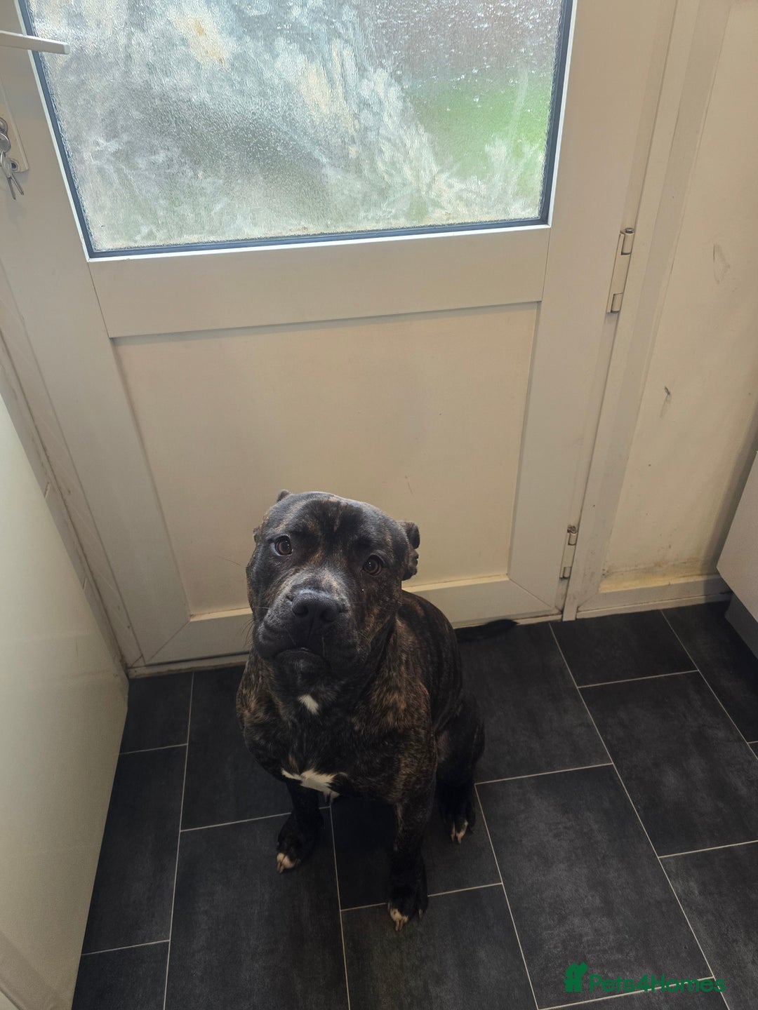 Mixed Breed dogs for sale: Bruce staff  ** tiff - Advert 6