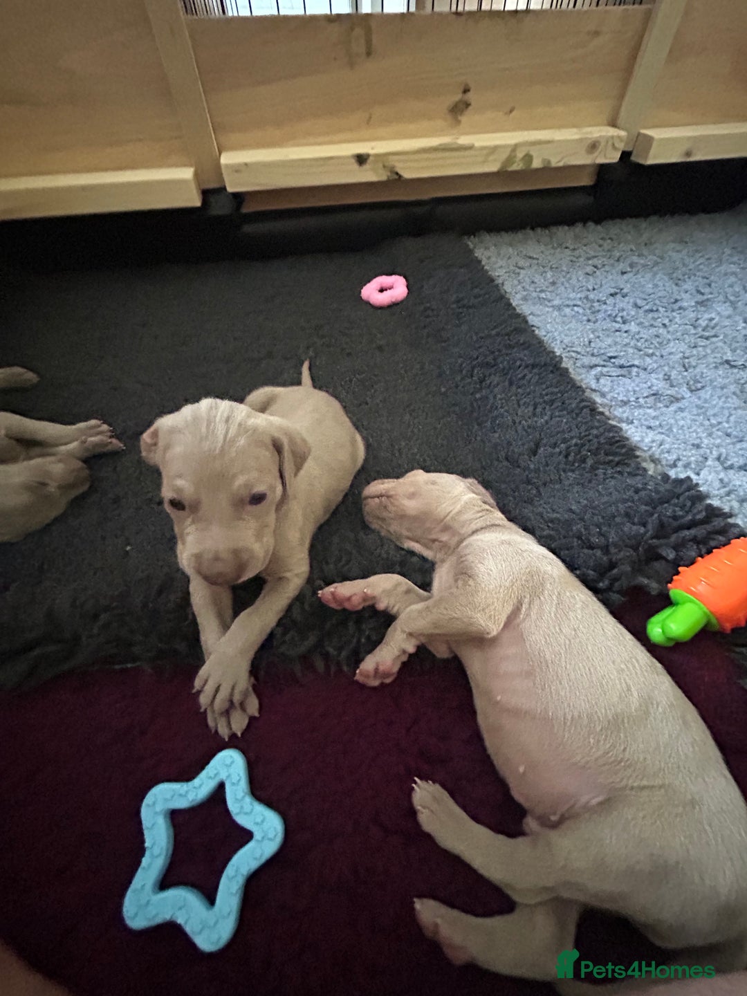 Weimaraner dogs for sale: Exceptional litter of Weimaraner puppies  - Image 24