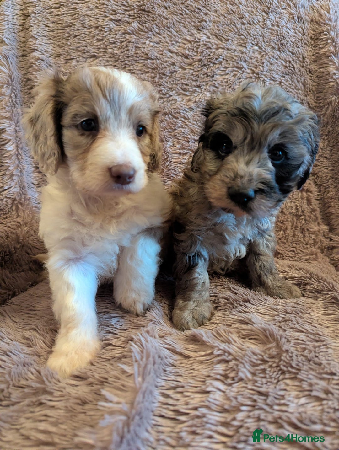 Cockapoo dogs for sale: Beautiful F1b cockapoo puppies - Advert 21