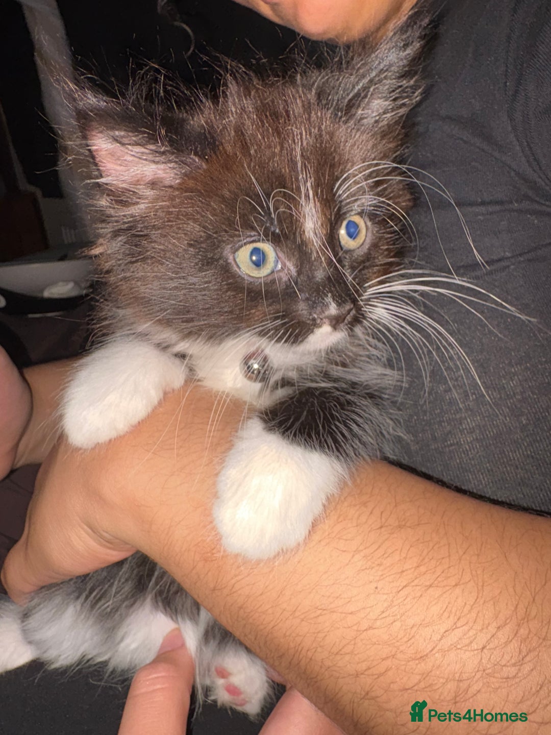 British Shorthair cats for sale: three lovely ladies for sale - Image 8
