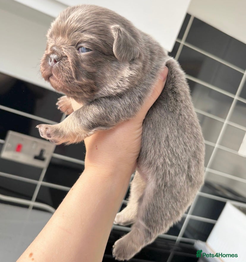 French Bulldog dogs FLUFFY FRENCH BULLDOG & FLUFFY CARRIER PUPPIES  - Advert 1