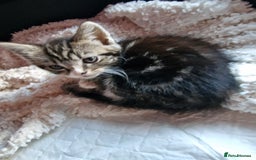 Mixed Breed cats for sale: 2 kittens for sale. A beautiful boy and a girl - Image 5
