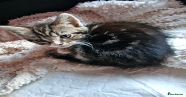 Mixed Breed cats - Advert 8