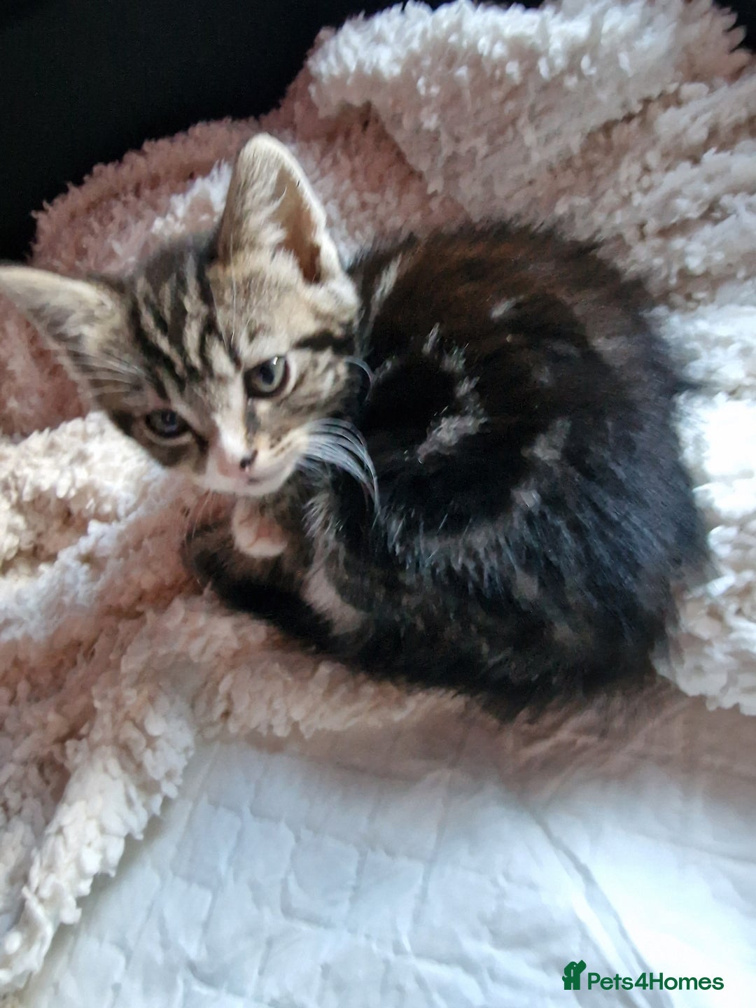 Mixed Breed cats for sale: 2 kittens for sale. A beautiful boy and a girl - Image 5