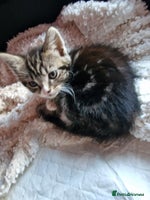 Mixed Breed cats - Advert 8