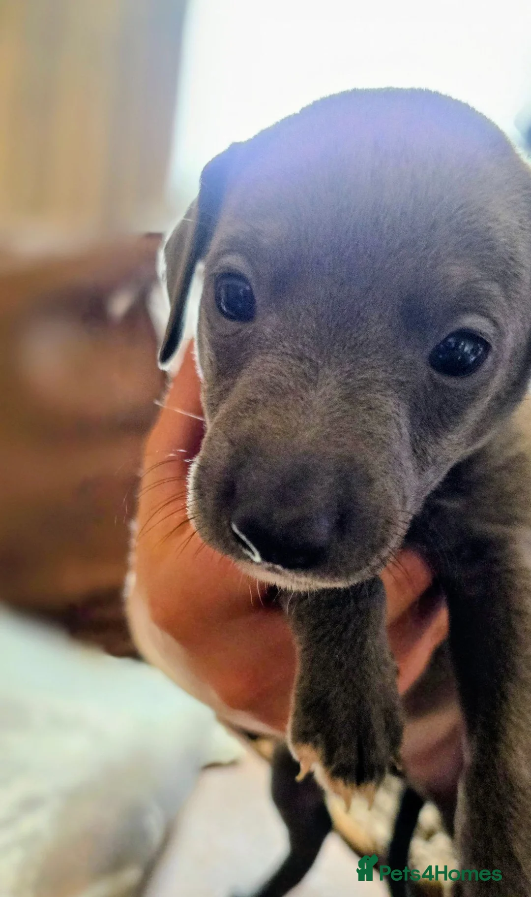Whippet dogs for sale: Whippet boy in Ayr - Advert 2