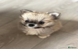 Pomchi dogs for sale: Chihuahua x Pomeranian Pomchi puppies - Image 1