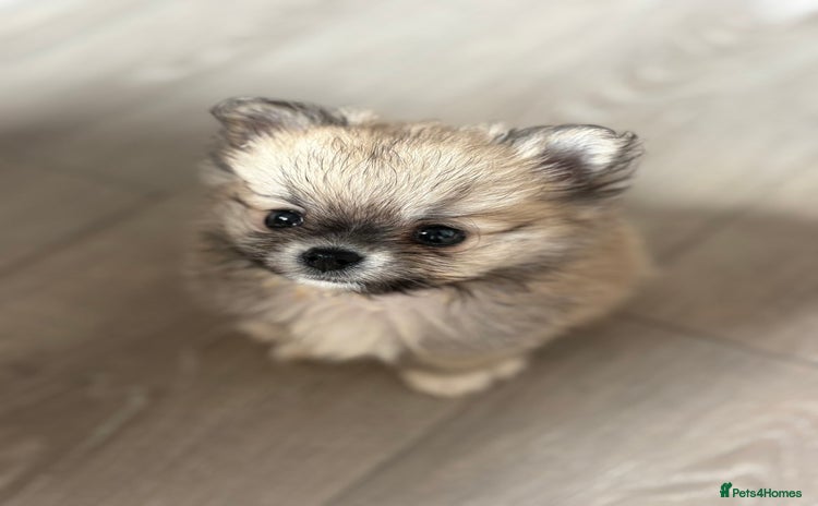 Pomchi dogs - Advert 1