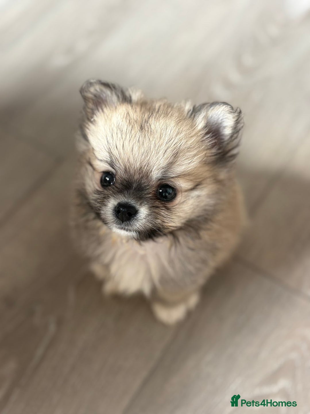 Pomchi dogs for sale: Chihuahua x Pomeranian Pomchi puppies - Image 1