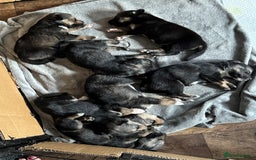 Mixed Breed dogs for sale: Sprollie x husky puppies  - Image 13