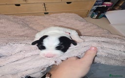 Mixed Breed dogs for sale: Schnockerpoo Puppies - Image 6