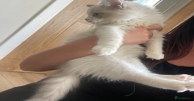 Ragdoll cats - Advert 2