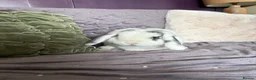 Dwarf Lop rabbits for sale: Friendly little lop Dexter flufferton  - Advert 2