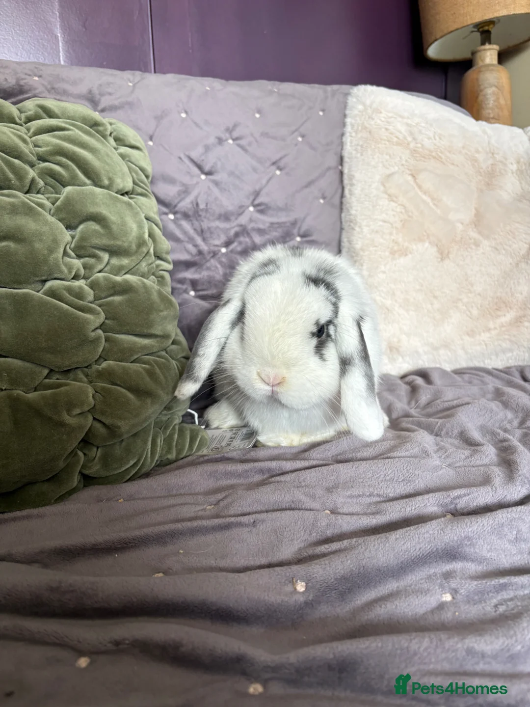 Dwarf Lop rabbits for sale: Friendly little lop Dexter flufferton  - Advert 2