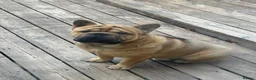 Mixed Breed dogs for sale: French-bulldog cross chow chow male  - Advert 6
