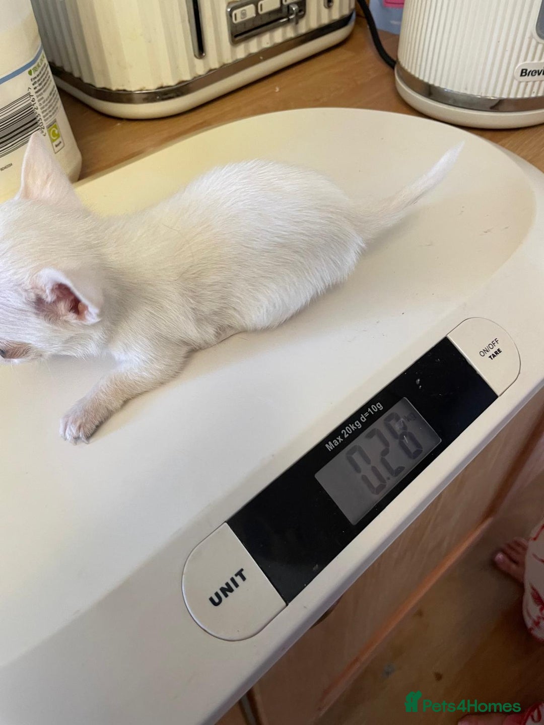 Chihuahua dogs for sale: Chihuahua  - Advert 4