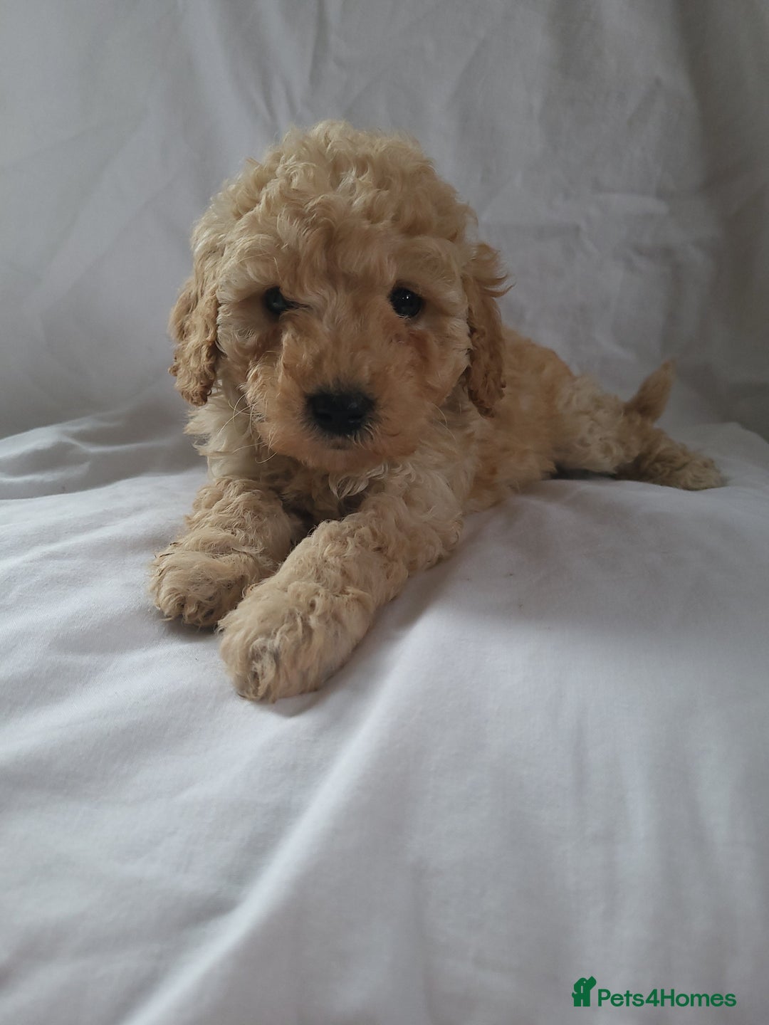 Maltipoo dogs for sale: Maltpoo puppies 5🌟licence breeder  - Advert 11