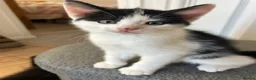 Mixed Breed cats for sale: Unique Smart Kittens for Loving Homes  in Kilwinning - Advert 10