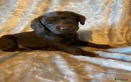 Labradoodle dogs for sale: Rare mini labradoodles variety of colours! - Image 14