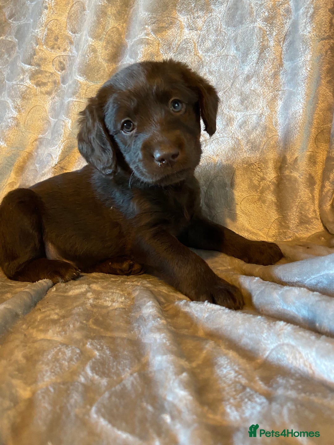 Labradoodle dogs for sale: Rare mini labradoodles variety of colours! - Image 14