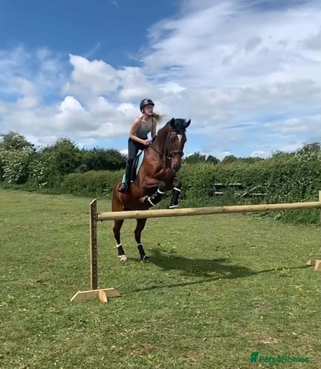 Irish Thoroughbred horses for sale: Beautiful tb mare  - Image 5