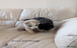 Siberian Husky dogs for sale: 5 Syberrian Husky puppies - Image 23
