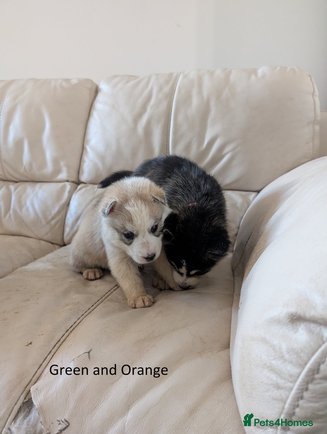 Siberian Husky dogs for sale: 5 Syberrian Husky puppies - Image 23