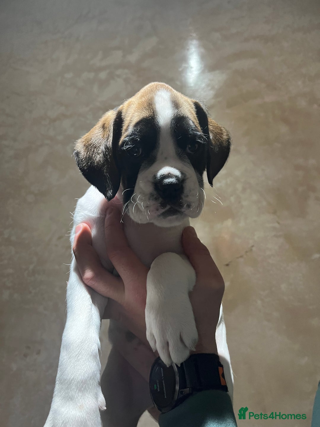 Boxer dogs for sale: Boxer puppies for sale  - Advert 10