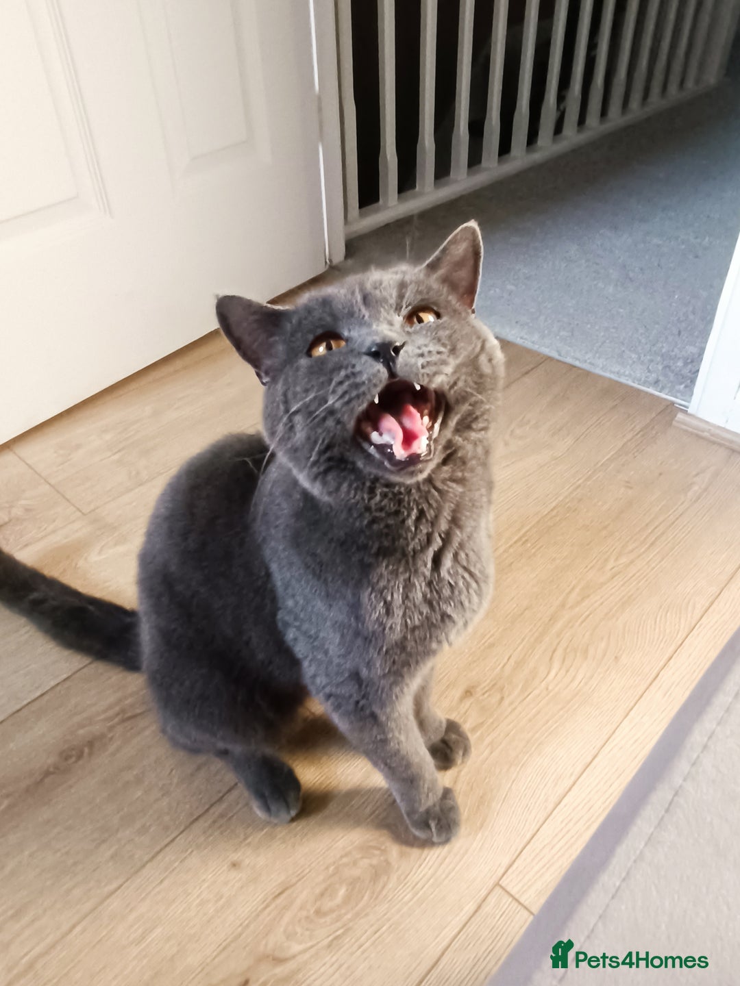 Mixed Breed cats for sale: Mixed breed - BSH x Scottish fold male - Advert 9