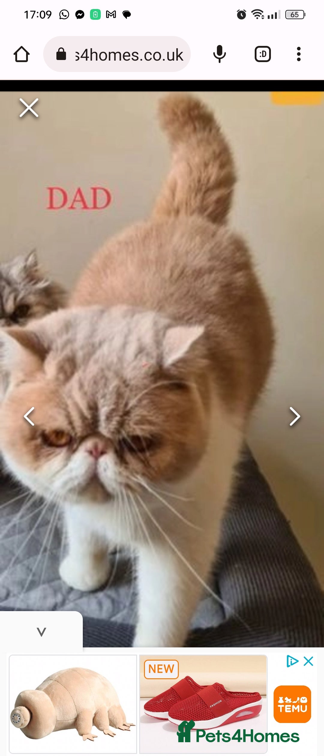 Exotic cats for stud: STUNNING EXOTIC STUD  in Barnsley - Advert 5