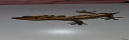 Gecko reptiles for sale: Male frogbutt gecko - Advert 2