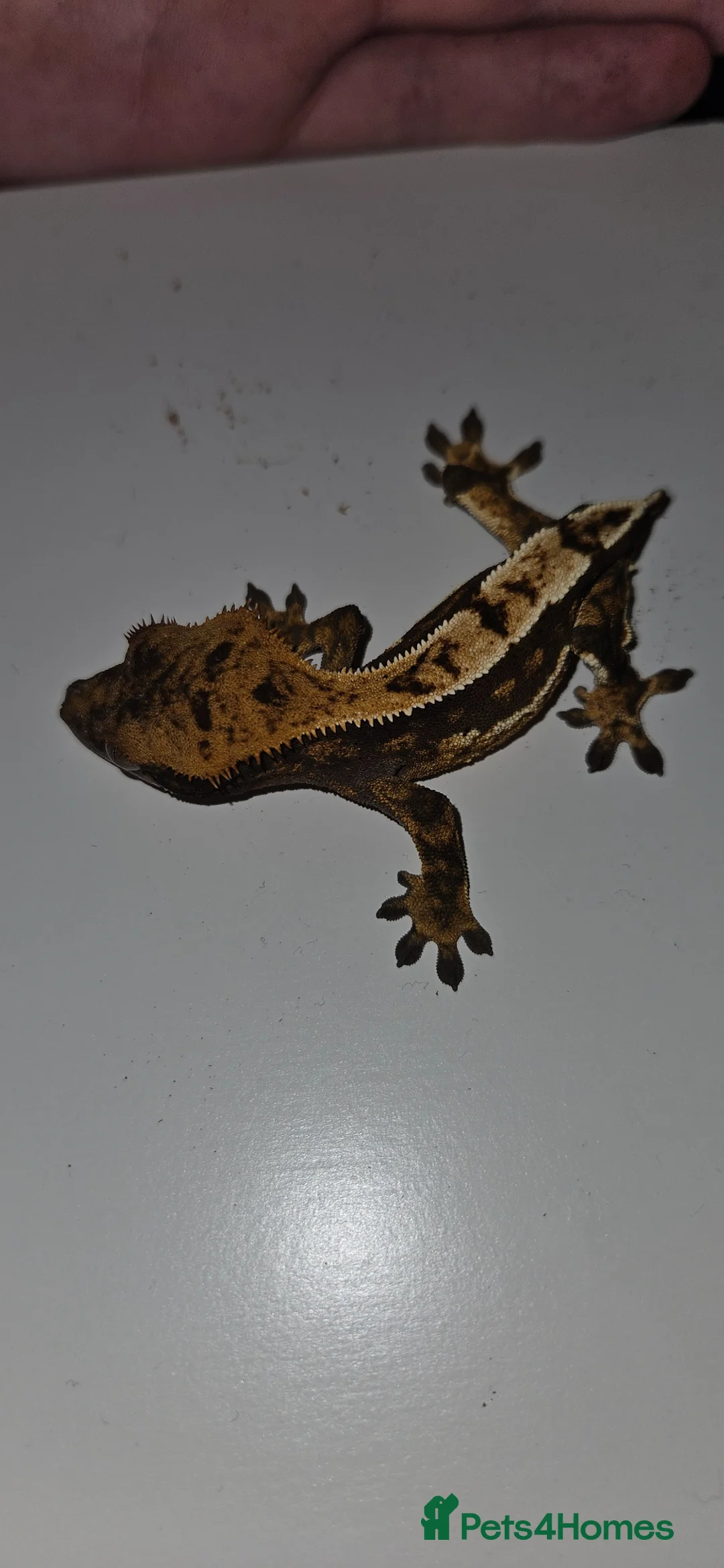 Gecko reptiles for sale: Male frogbutt gecko - Advert 2