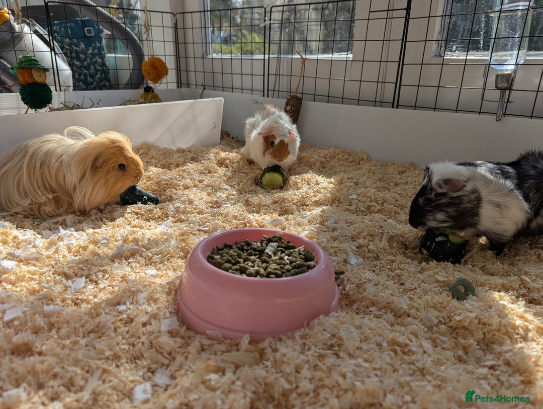 Guinea Pig rodents for sale: Three Guinea Pigs  - Advert 1