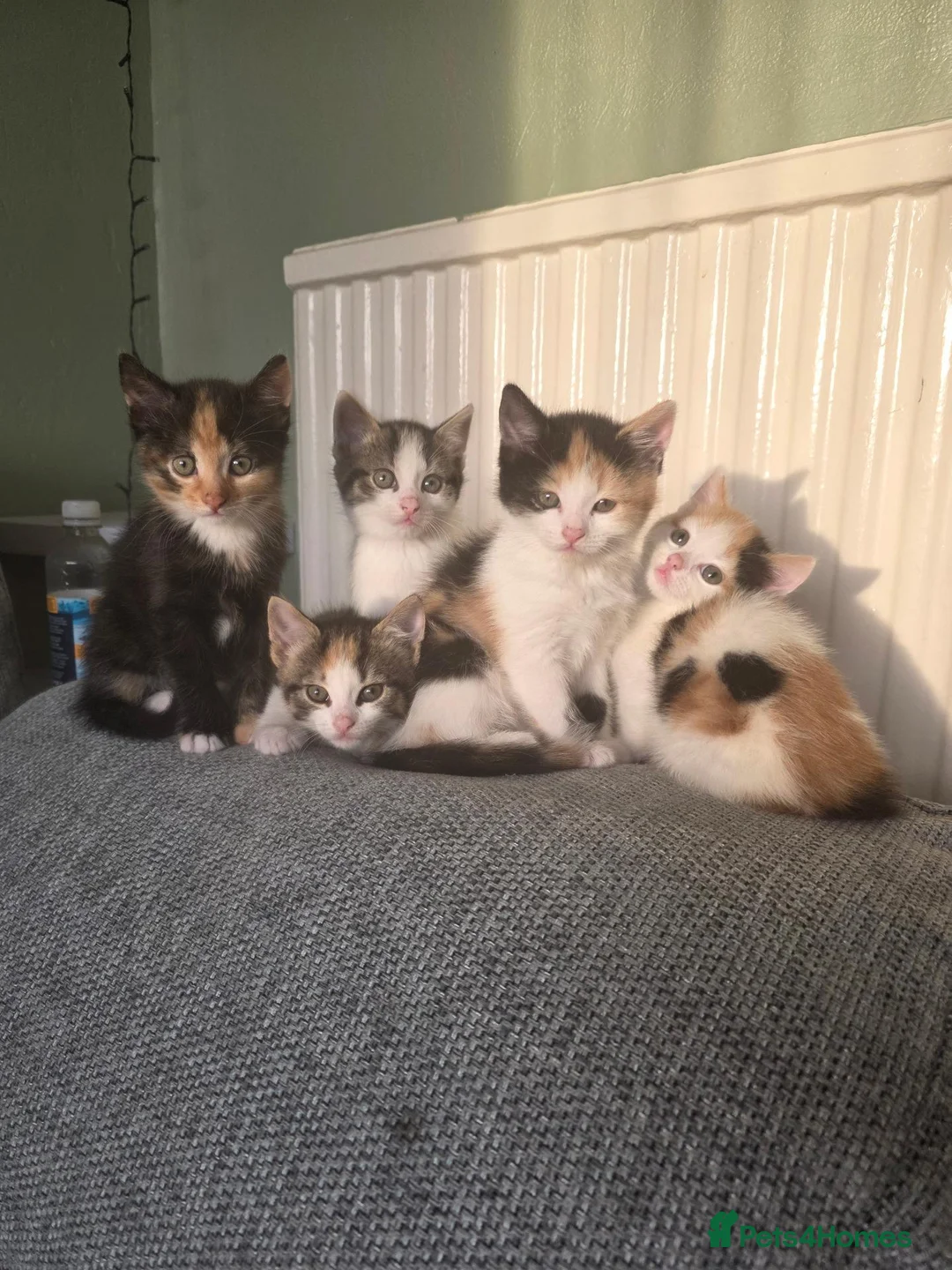 British Shorthair cats for sale: For sale looking for a home in Birmingham - Advert 5