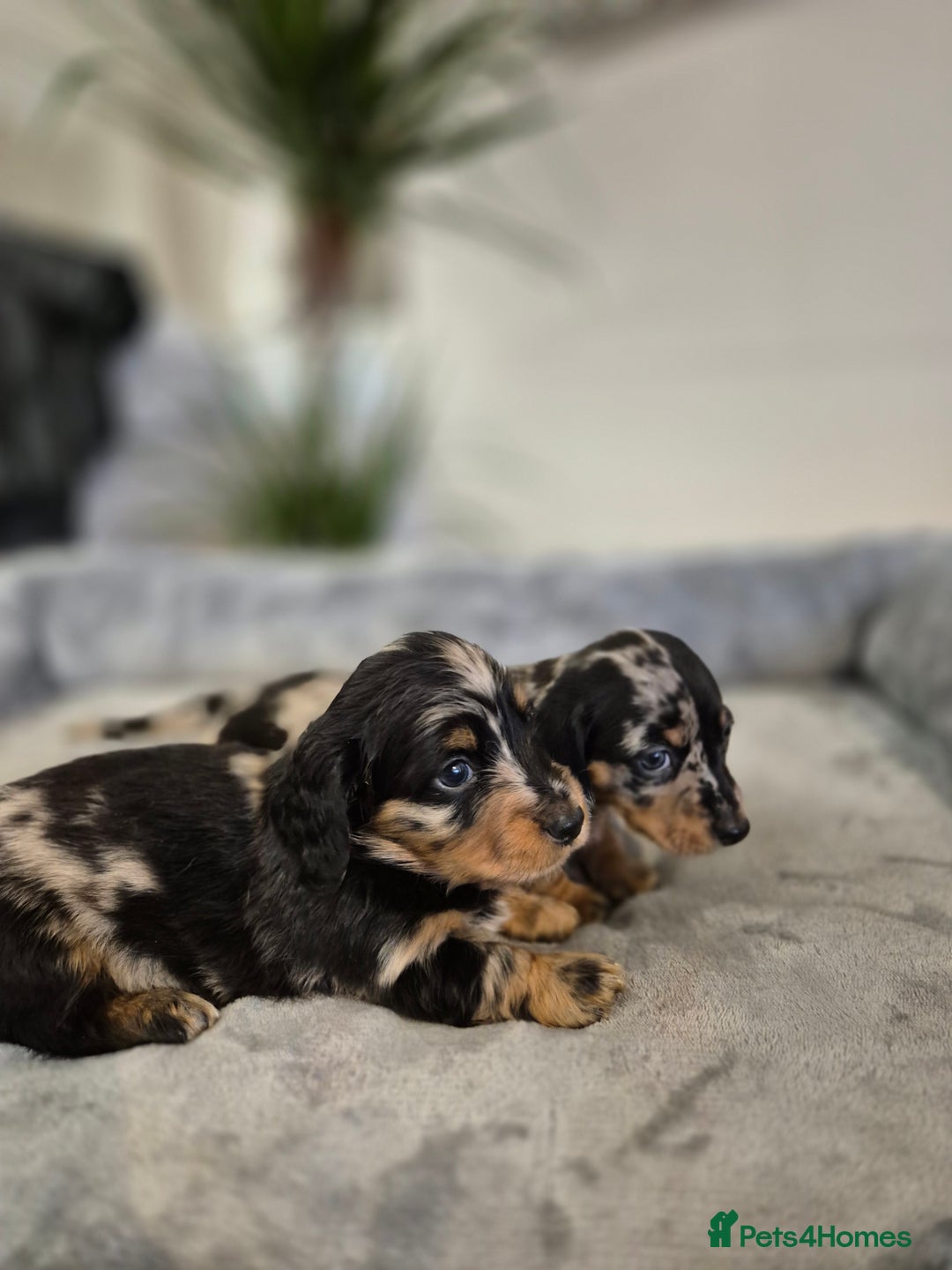 Dachshund dogs for sale: 💙Miniature Dachshund puppies! First litter!🩷  - Advert 28