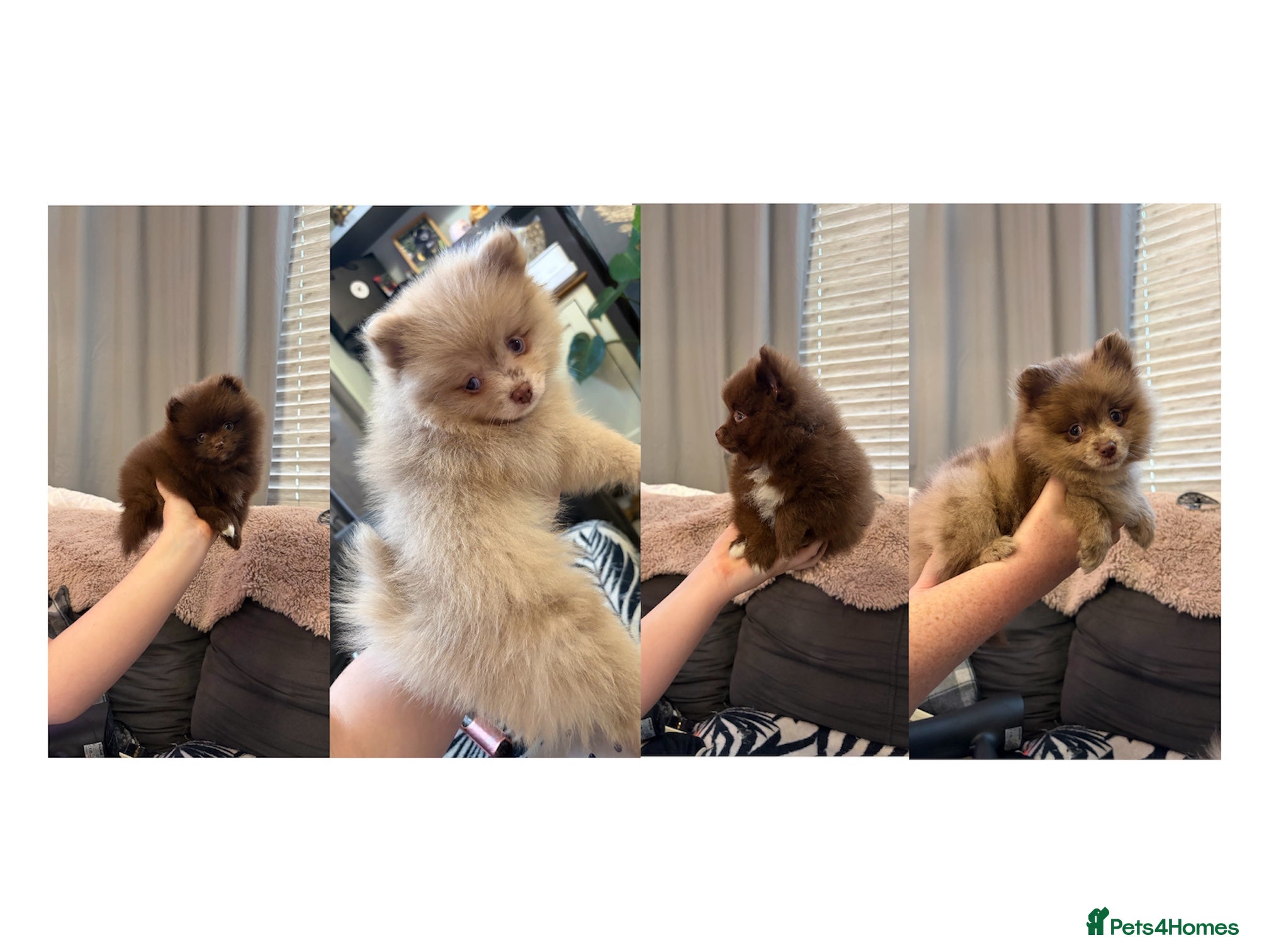 Pomeranian dogs READY NOW! DNA 100% POM!🧬HEALTH TESTED!🧬 - Advert 13