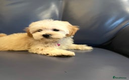 Maltipoo dogs for sale: Stuning Maltipoo Puppies Ready To Go - Image 27