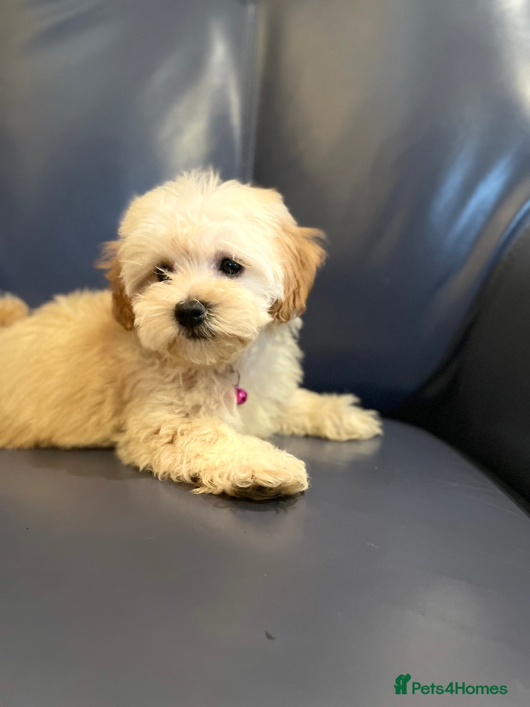 Maltipoo dogs for sale: Stuning Maltipoo Puppies Ready To Go - Image 27