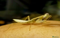 Praying Mantis invertebrates for sale: Timor Shield praying mantis - Advert 2