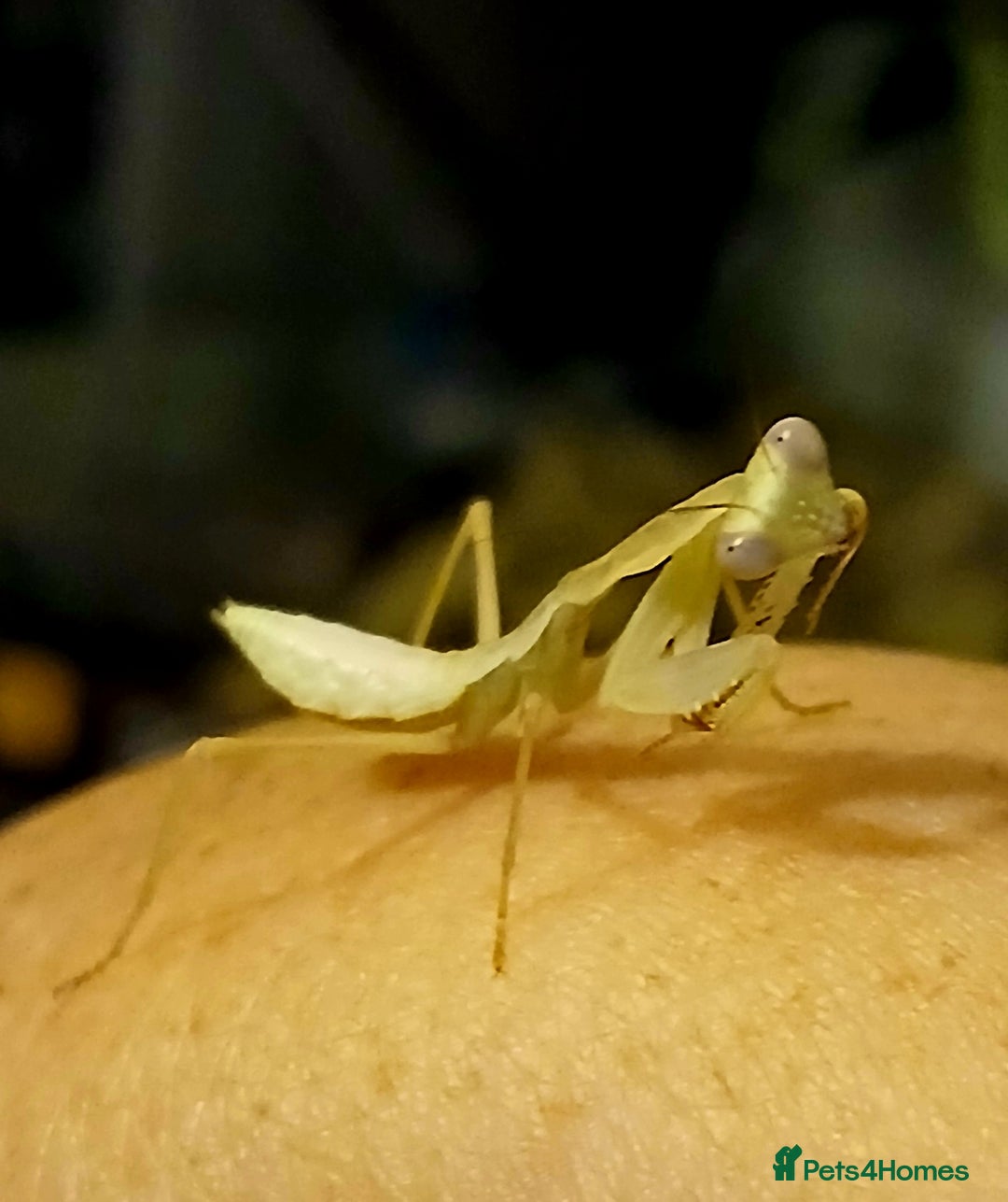 Praying Mantis invertebrates for sale: Timor Shield praying mantis - Advert 2