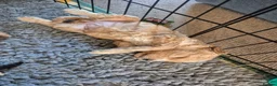Cockapoo dogs for sale: 🐾 Beautiful F1 Cockapoo Puppies 🐾  - Advert 34