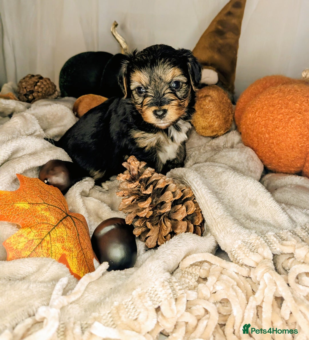 Yorkshire Terrier dogs for sale: 4 week old miniature Yorkshire terriers, 7 males  - Image 19