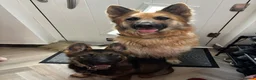 German Shepherd dogs for sale: Kenzo in Halifax - Advert 18