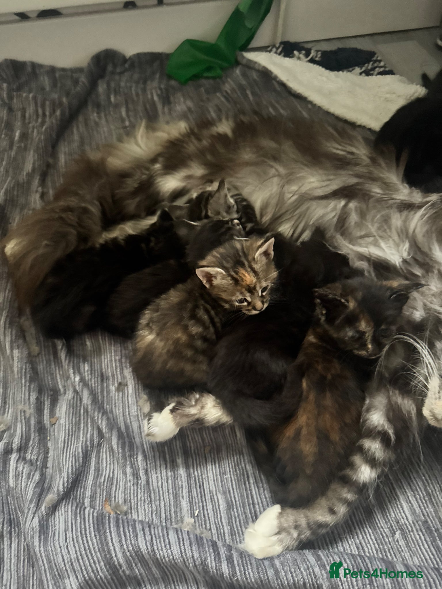 Mixed Breed cats Maine coon cross breed kitten - Advert 9