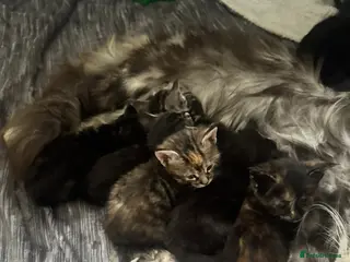 Mixed Breed cats Maine coon cross breed kitten - Advert 4
