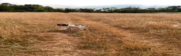 English Springer Spaniel dogs for sale: Puppy  in Abergele - Advert 1