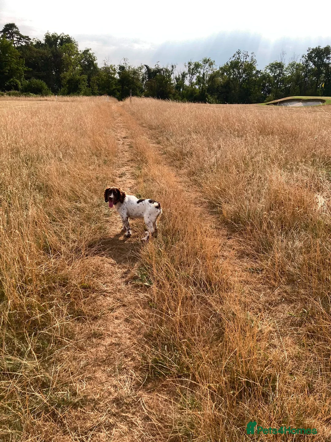 English Springer Spaniel dogs for sale: Puppy  in Abergele - Advert 1