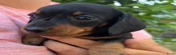 Miniature Dachshund dogs for sale: KC Miniature Dachshund Puppies For Sale - Advert 10