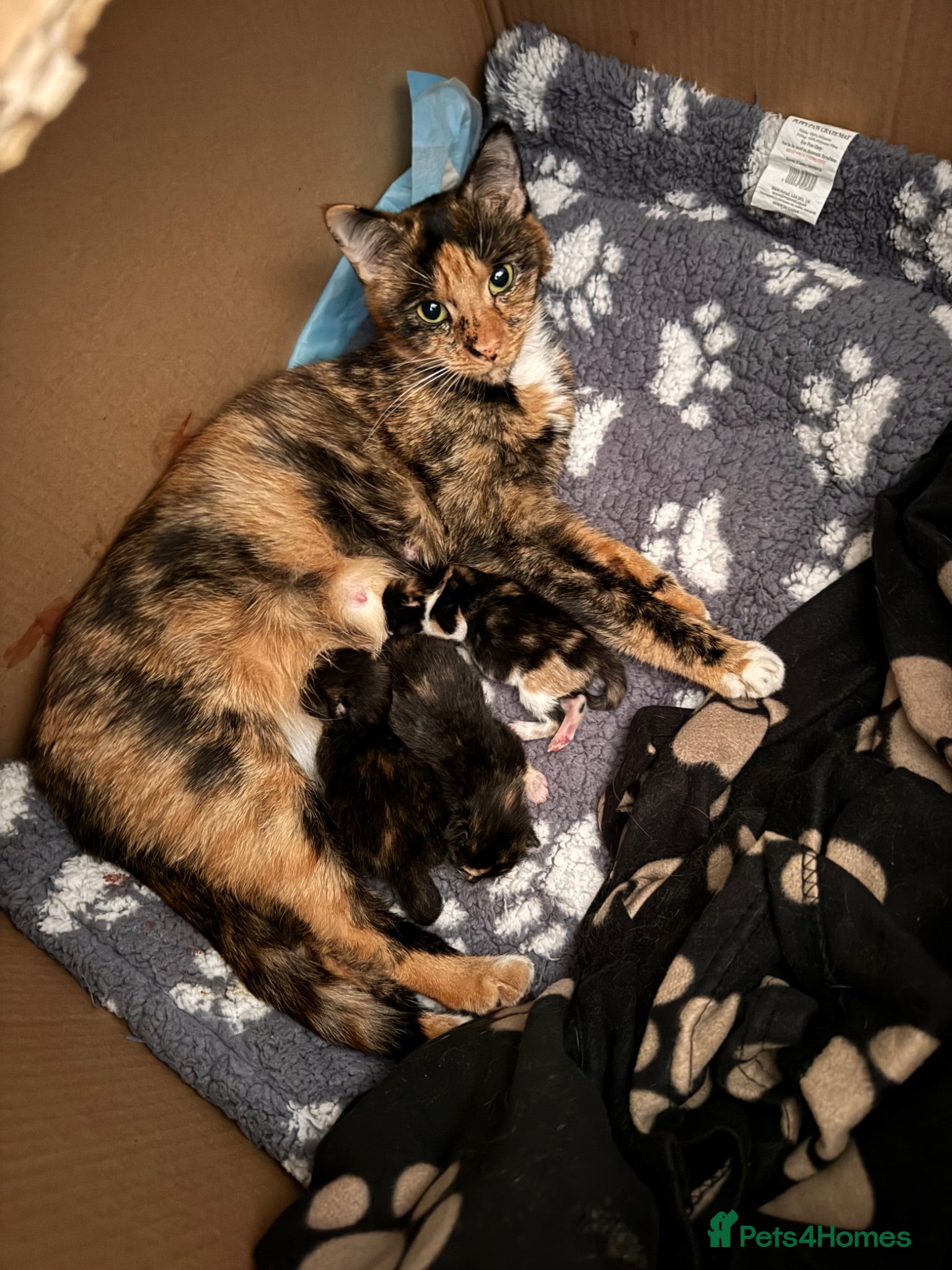 Mixed Breed cats Two lovely girl kittens!  - Advert 1